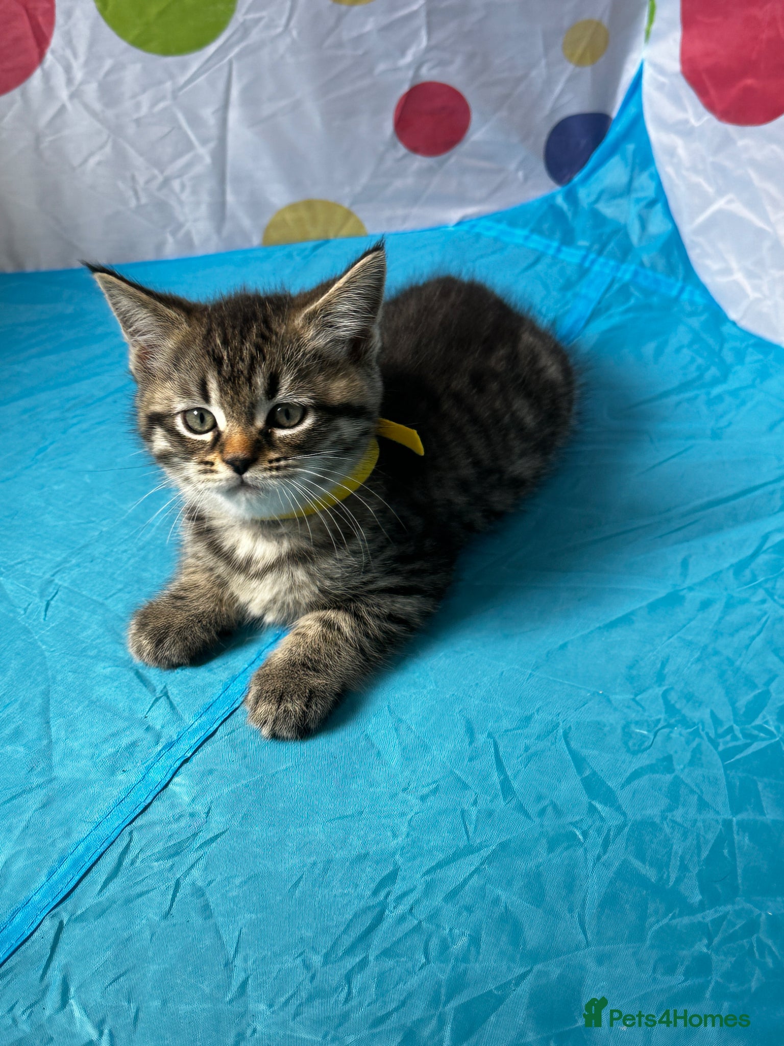 Mixed Breed cats for sale: Maine Coon x British Short Hair Kittens in Cambridge - Advert 7