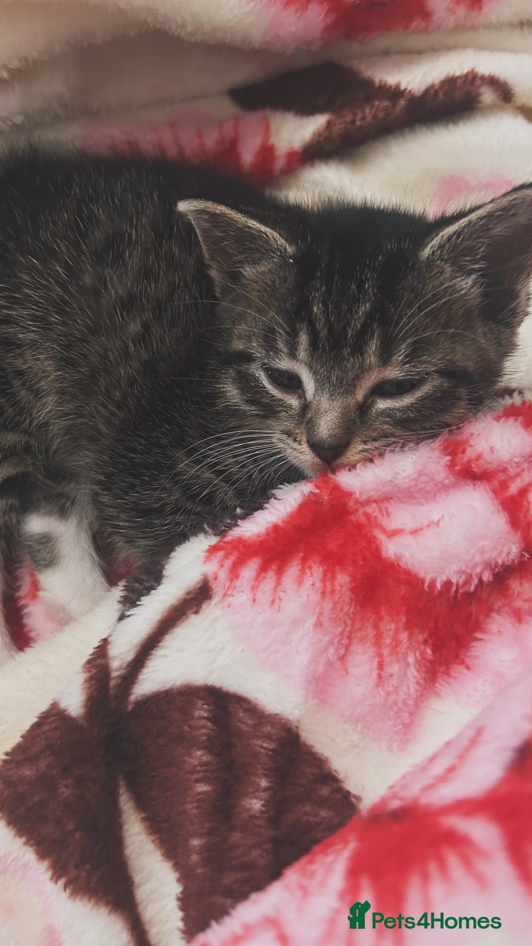 British Shorthair cats for sale: 4 tabby kittens for sale (2 boys 2 girls) - Advert 5