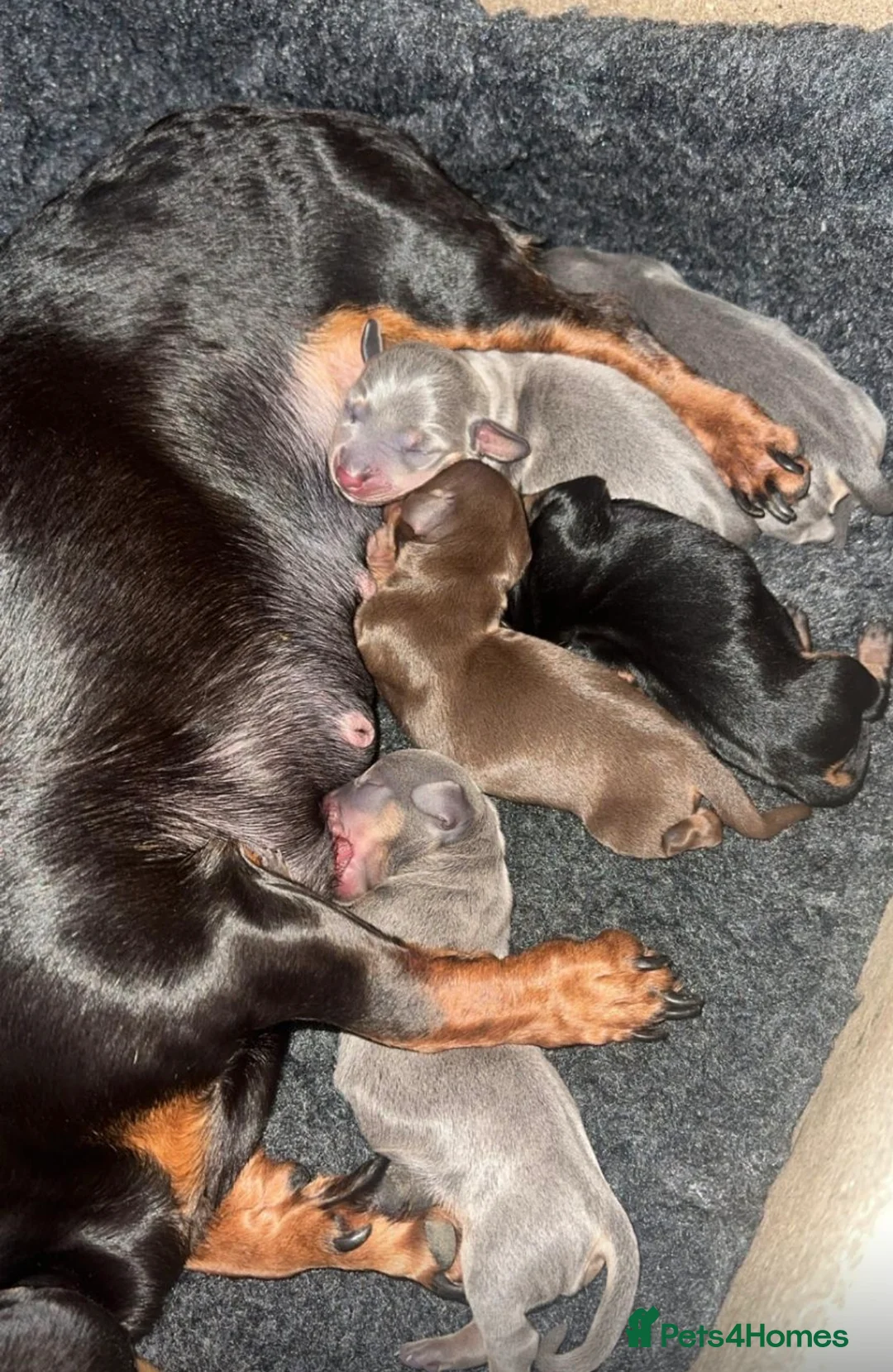 Miniature Dachshund dogs for sale: Miniature dachshund - Advert 2