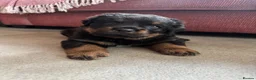 Rottweiler dogs for sale: KC Registered Rottweiler Puppies - Advert 6