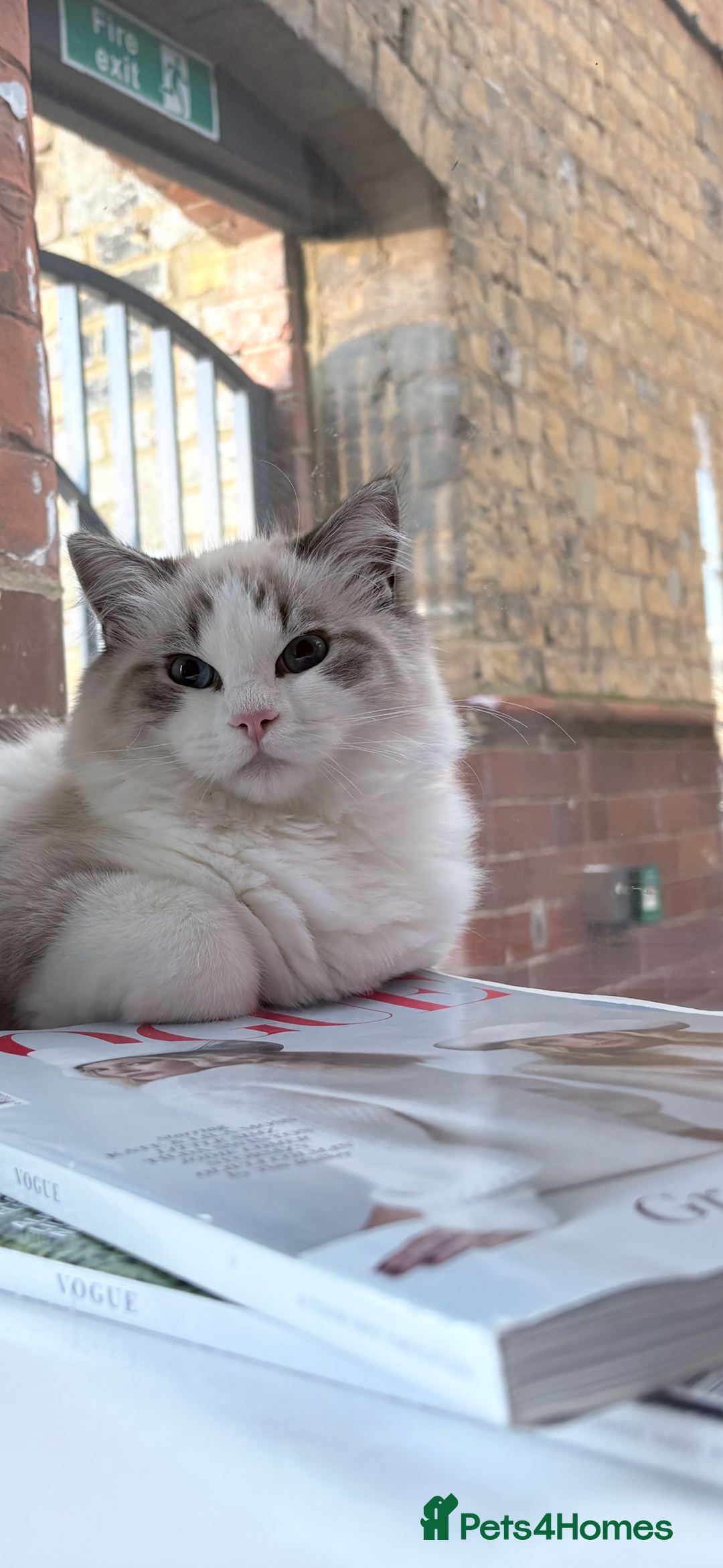 Ragdoll cats for sale: Luxury Ragdoll Blue-Eyed Beauty - Advert 2