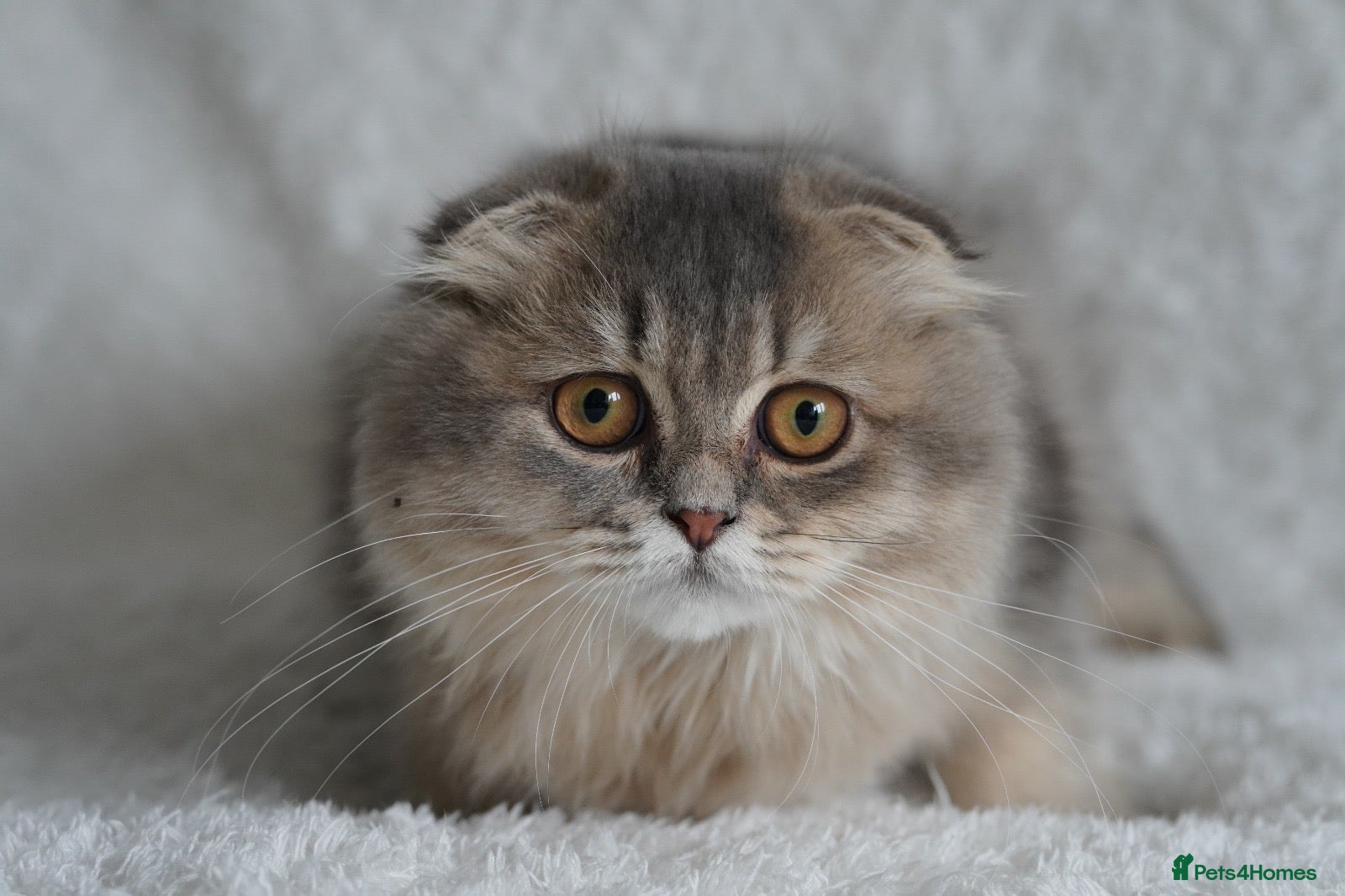 Scottish Fold cats Beautiful kittens - Advert 2