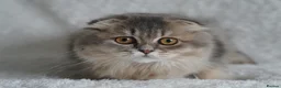 Scottish Fold cats for sale: Beautiful kittens - Advert 2