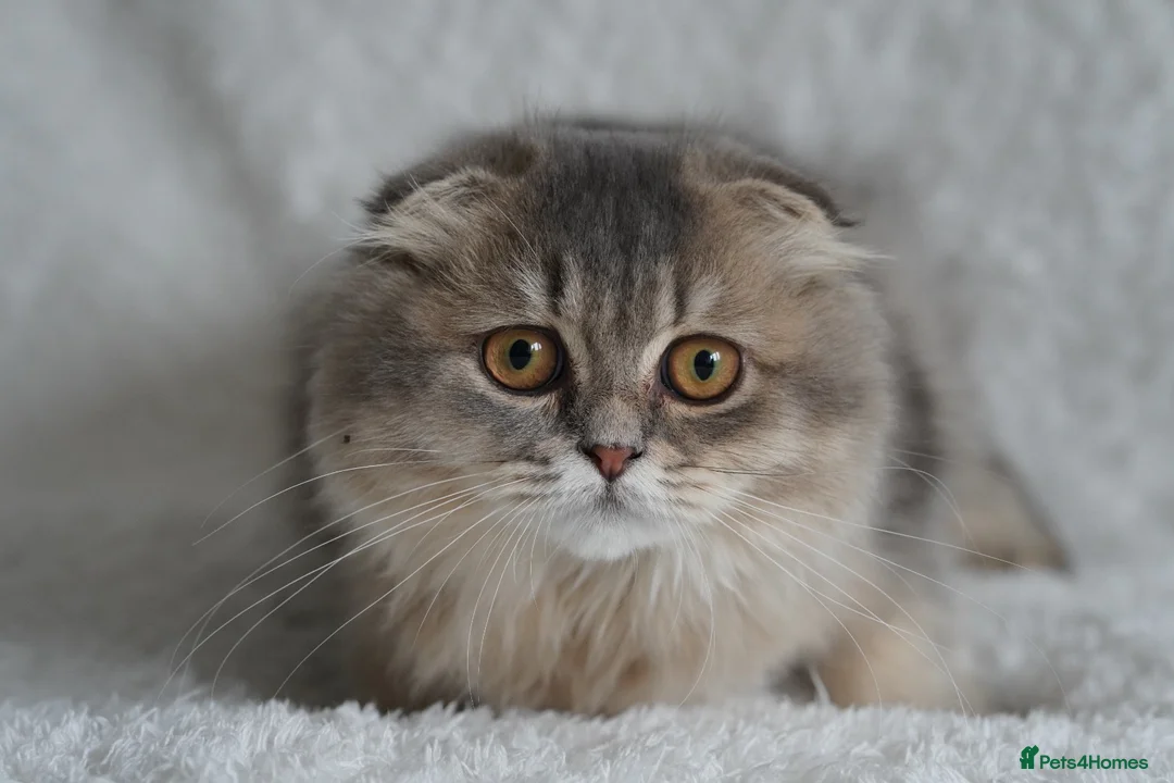 Scottish Fold cats for sale: Beautiful kittens - Advert 2