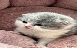 British Shorthair cats for sale: BSH BICOLOR KITTENS FROM 🏆CHAMPIONS LINE🏆 - Image 1