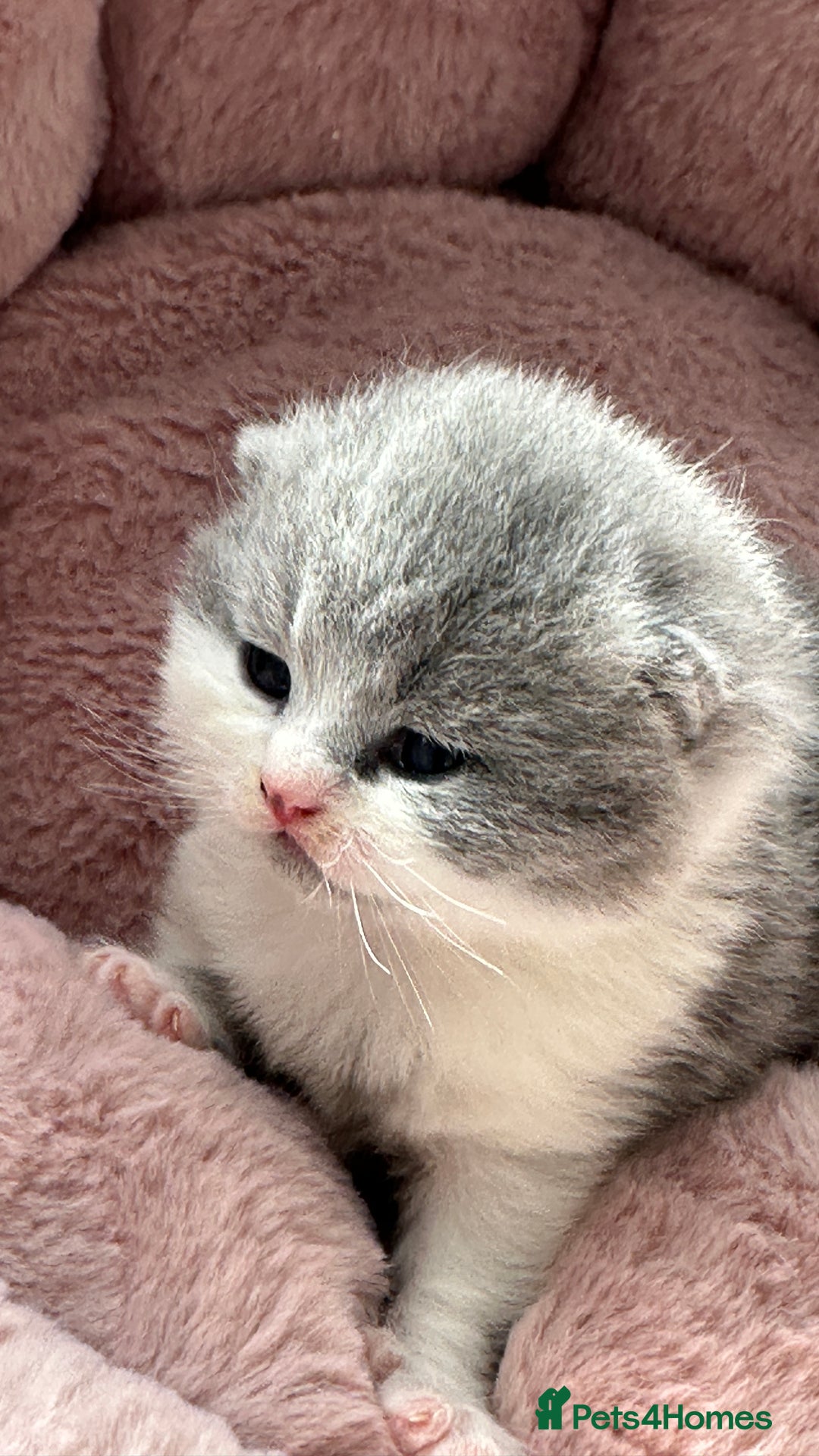 British Shorthair cats for sale: BSH BICOLOR KITTENS FROM 🏆CHAMPIONS LINE🏆 - Image 1