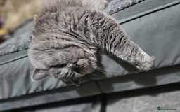 Brazilian Shorthair cats for sale: British Shorthair Fluffy Male - Image 4
