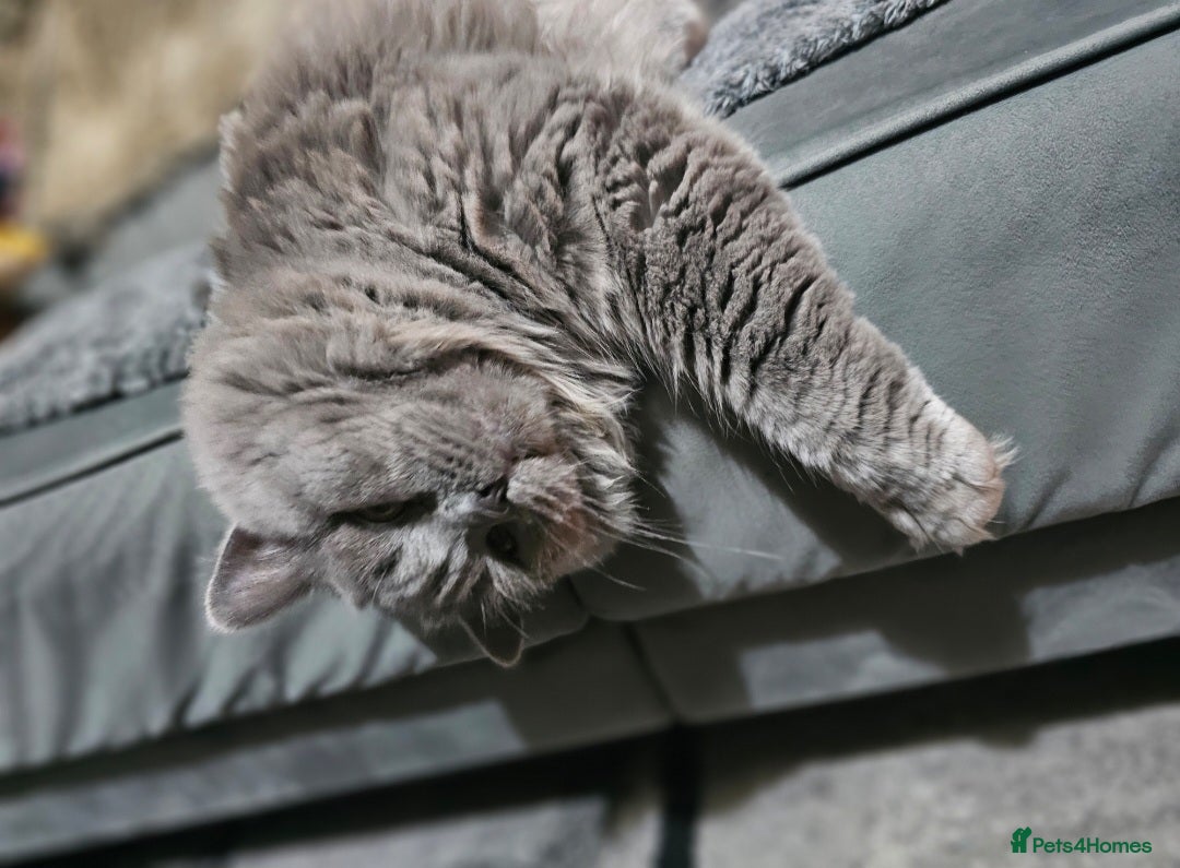 Brazilian Shorthair cats for sale: British Shorthair Fluffy Male - Image 4