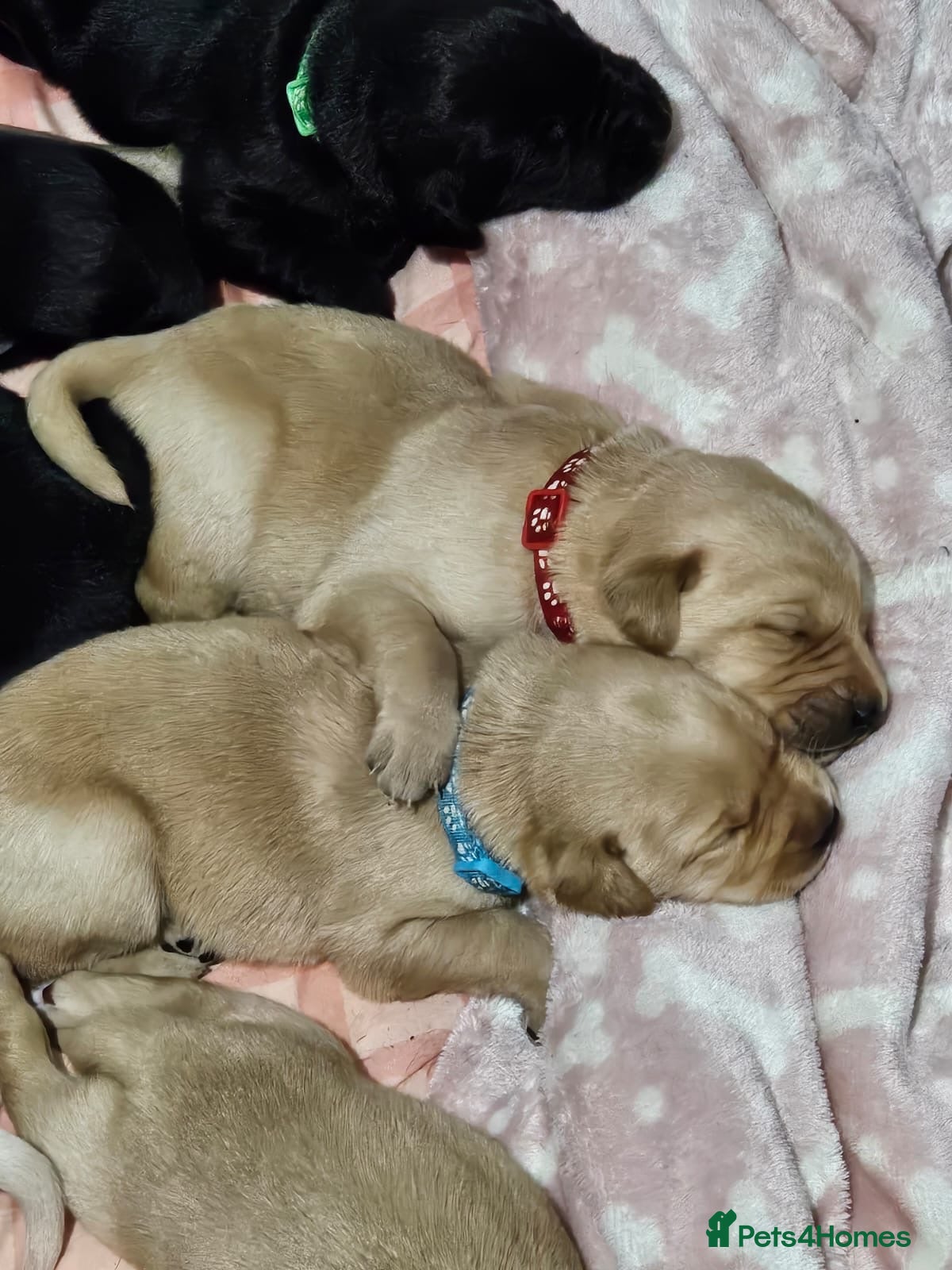 Labrador Retriever dogs KC Registered Labrador Retriever Puppies - Advert 1