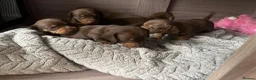 Miniature Dachshund dogs for sale: Beautiful litter of chocolate dachshunds  - Advert 9