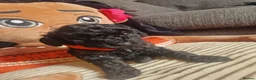 Cockapoo dogs for sale: 🐾💕 BEAUTIFUL COCKAPOOIES  💕🐾 - Advert 3