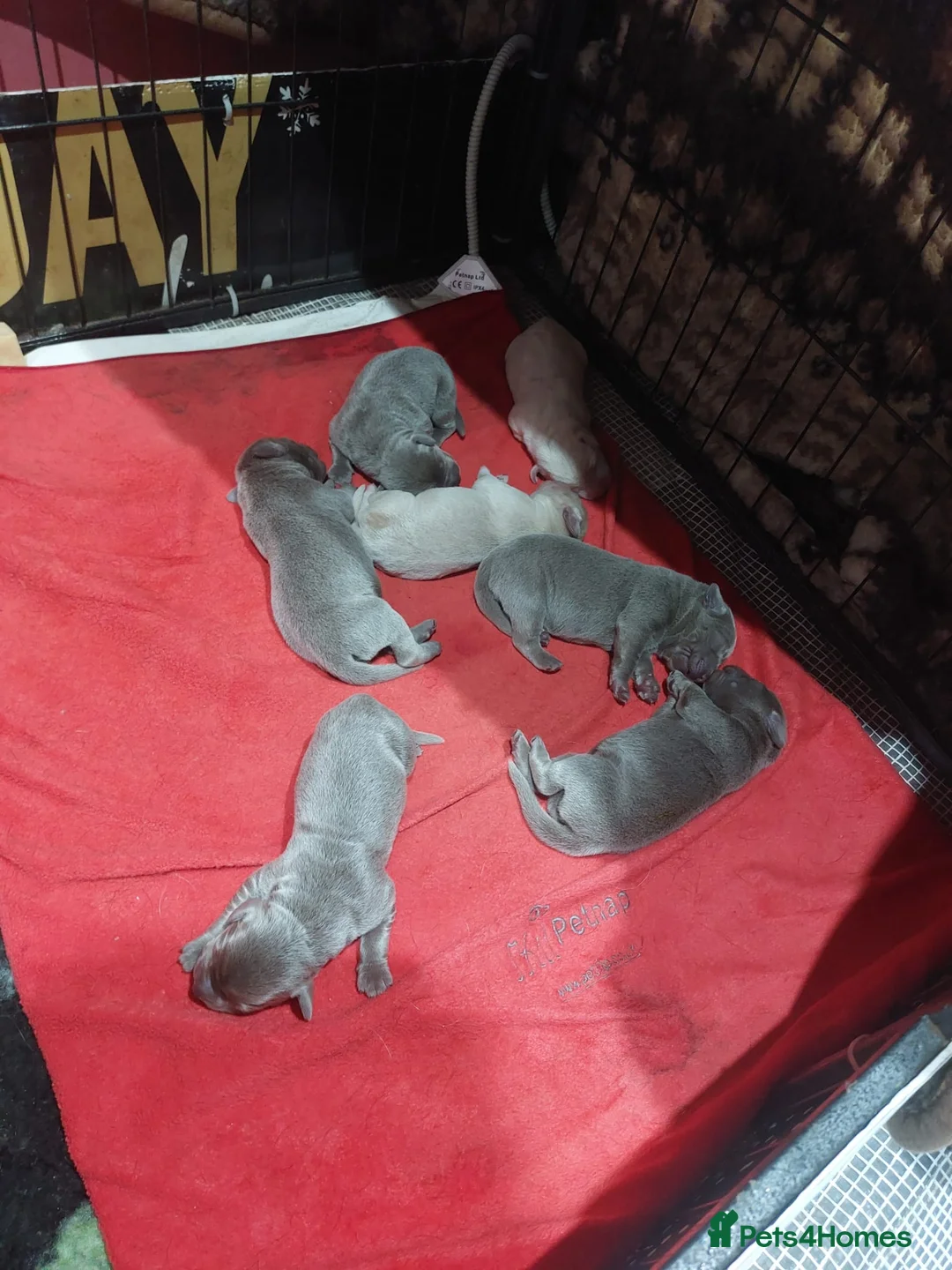 Labrador Retriever dogs for sale: **Champagne and Silver Labrador Puppies** - Advert 10