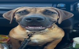 Boerboel dogs for sale: Elite Family-raised & trained Boerboel puppy - Image 8