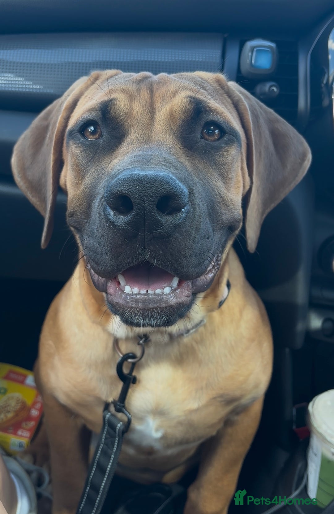 Boerboel dogs for sale: Elite Family-raised & trained Boerboel puppy - Image 8