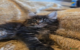 Maine Coon cats for sale: Stunning GCCF Registered Maine Coon kittens  - Image 14
