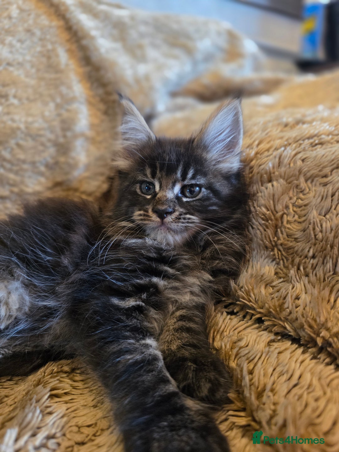 Maine Coon cats for sale: Stunning GCCF Registered Maine Coon kittens  - Image 14