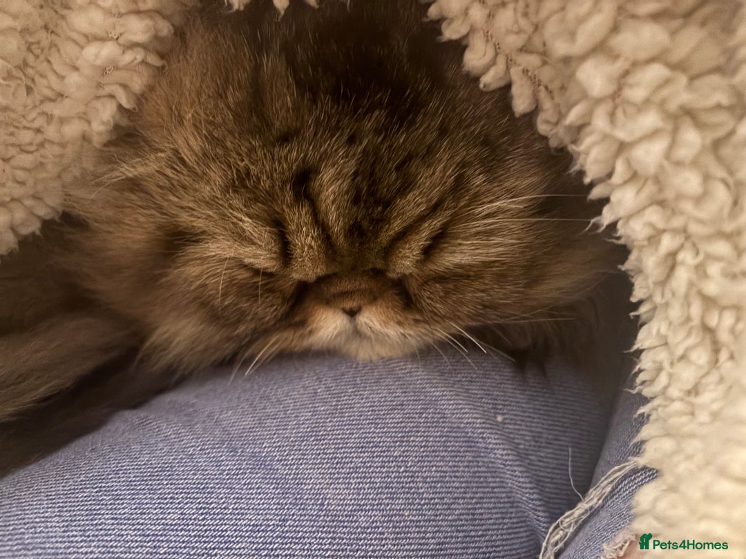 Persian cats for sale: For sale 2 gorgeous adult male Persians - Image 6