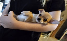 Chihuahua dogs for sale: Super tiny chihuahua girls for sale - Image 10