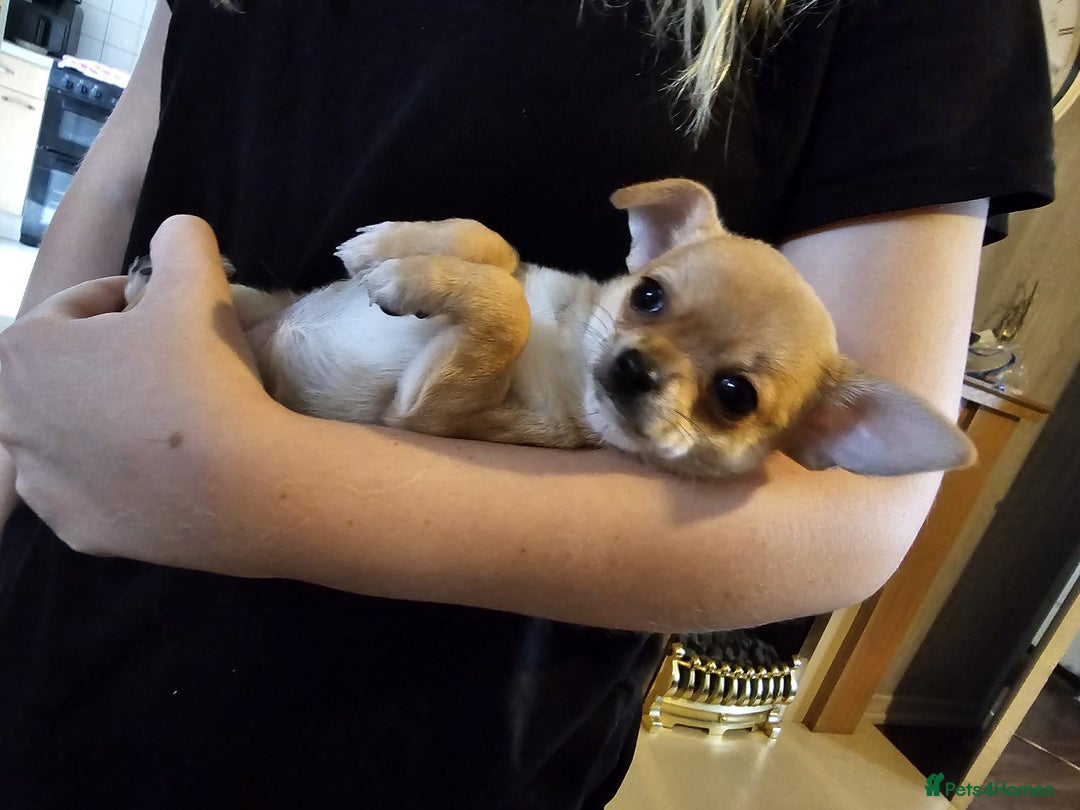 Chihuahua dogs for sale: Super tiny chihuahua girls for sale - Image 10