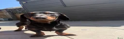 Dachshund dogs for sale: Beautiful male dachshund for sale  - Advert 3