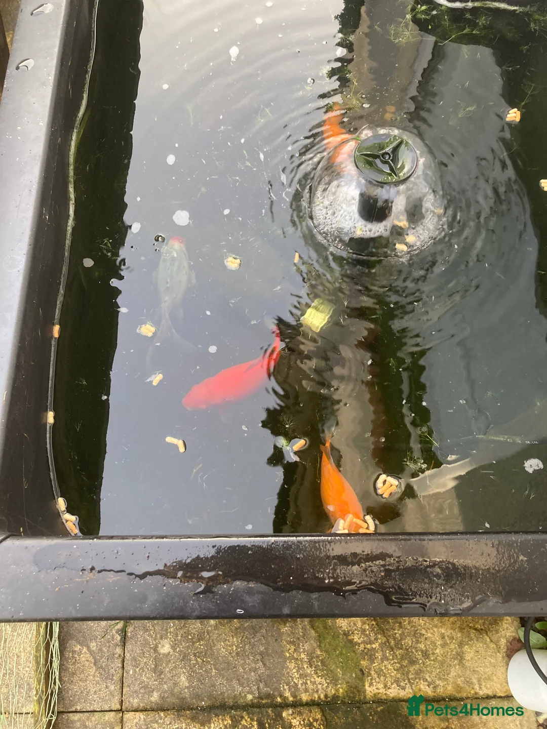 Goldfish fish for sale: 4 goldfish + 2 tench in Cheddar - Advert 2