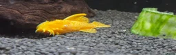 Fancy Goldfish fish for sale: High Grade Orandas / Gold Bristle Nose Plecos - Advert 7