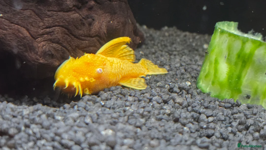 Fancy Goldfish fish for sale: High Grade Orandas / Gold Bristle Nose Plecos - Advert 7