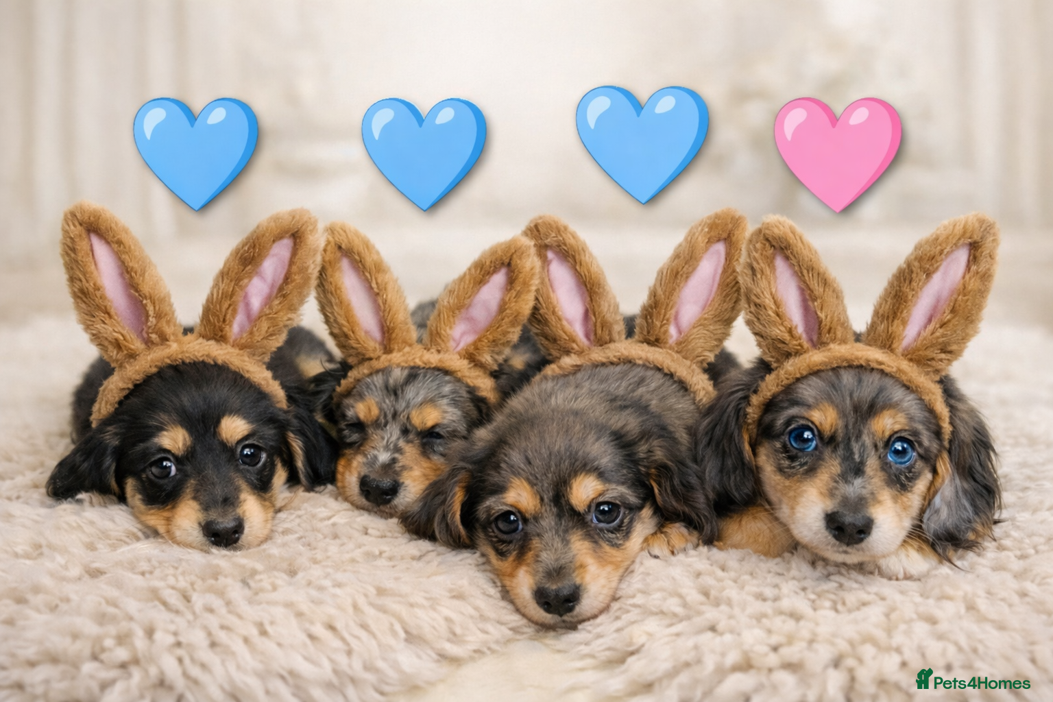Miniature Dachshund dogs RESERVE NOW. READY EASTER WEEKEND 🐣♥️ - Advert 14