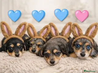 Miniature Dachshund dogs RESERVE NOW. READY EASTER WEEKEND 🐣♥️ - Advert 14