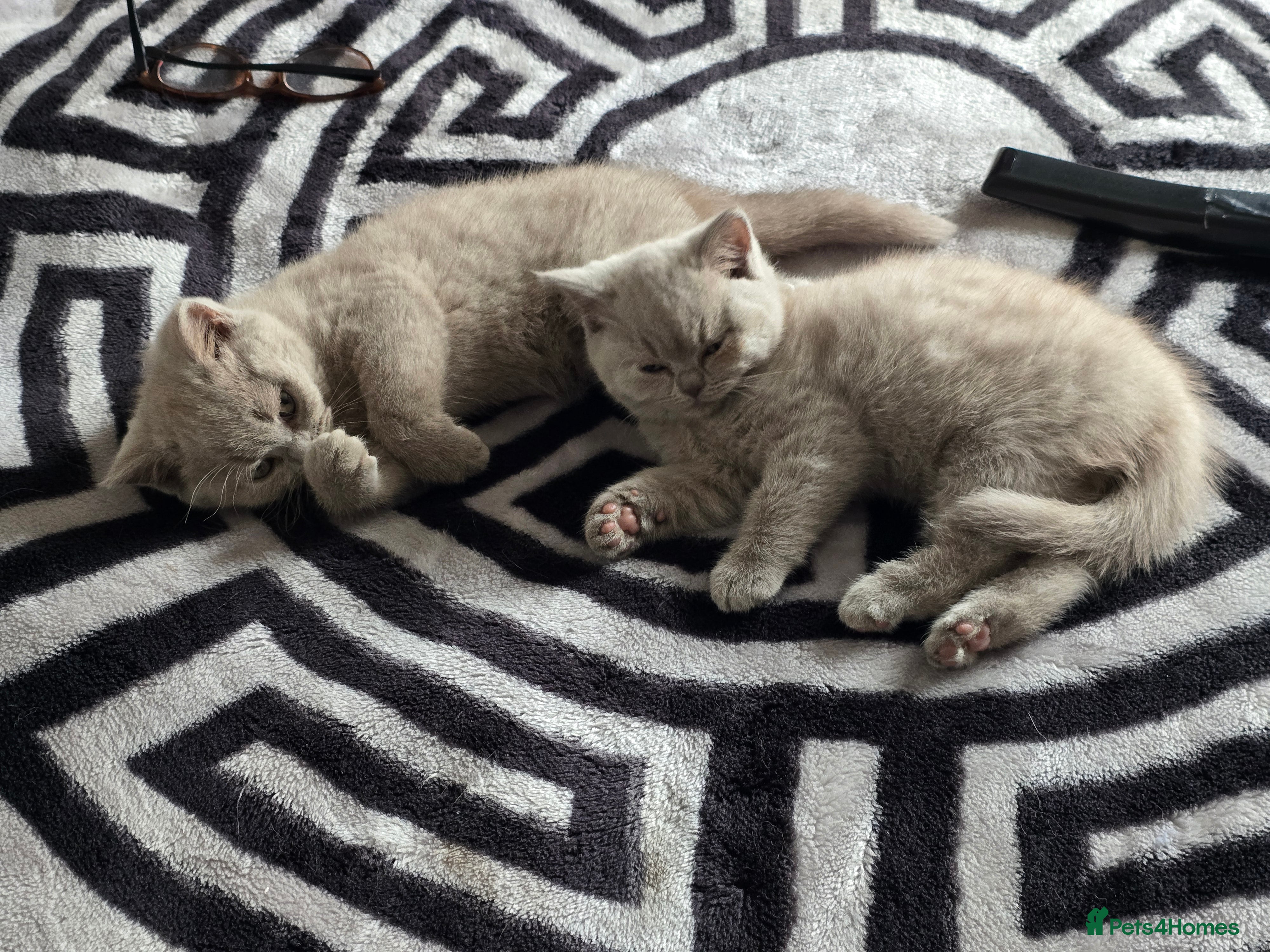 British Shorthair cats Milly & Molly GCCF BSH  kittens for sale  - Advert 2