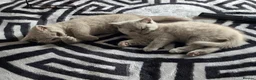 British Shorthair cats for sale: Milly & Molly GCCF BSH  kittens for sale  - Advert 2