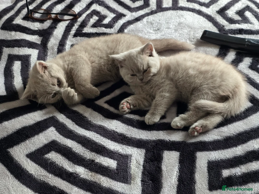 British Shorthair cats for sale: Milly & Molly GCCF BSH  kittens for sale  - Advert 2