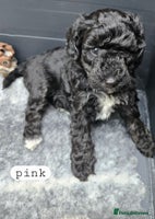 Toy Poodle dogs - Advert 4