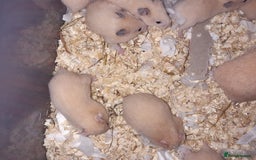 Hamster rodents for sale: Baby Syrian hamsters ready now  - Image 8