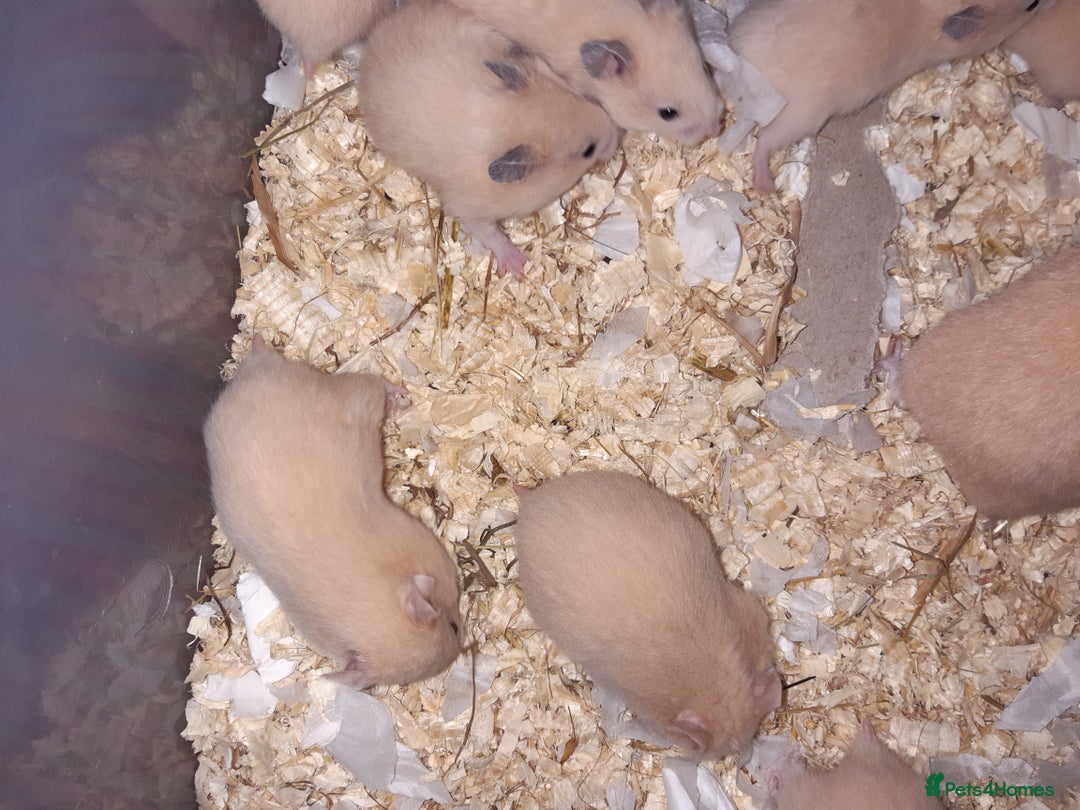 Hamster rodents for sale: Baby Syrian hamsters ready now  - Image 8