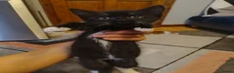 Mixed Breed cats for sale: We are 4 playful and beautiful kittens. in High Wycombe - Advert 8