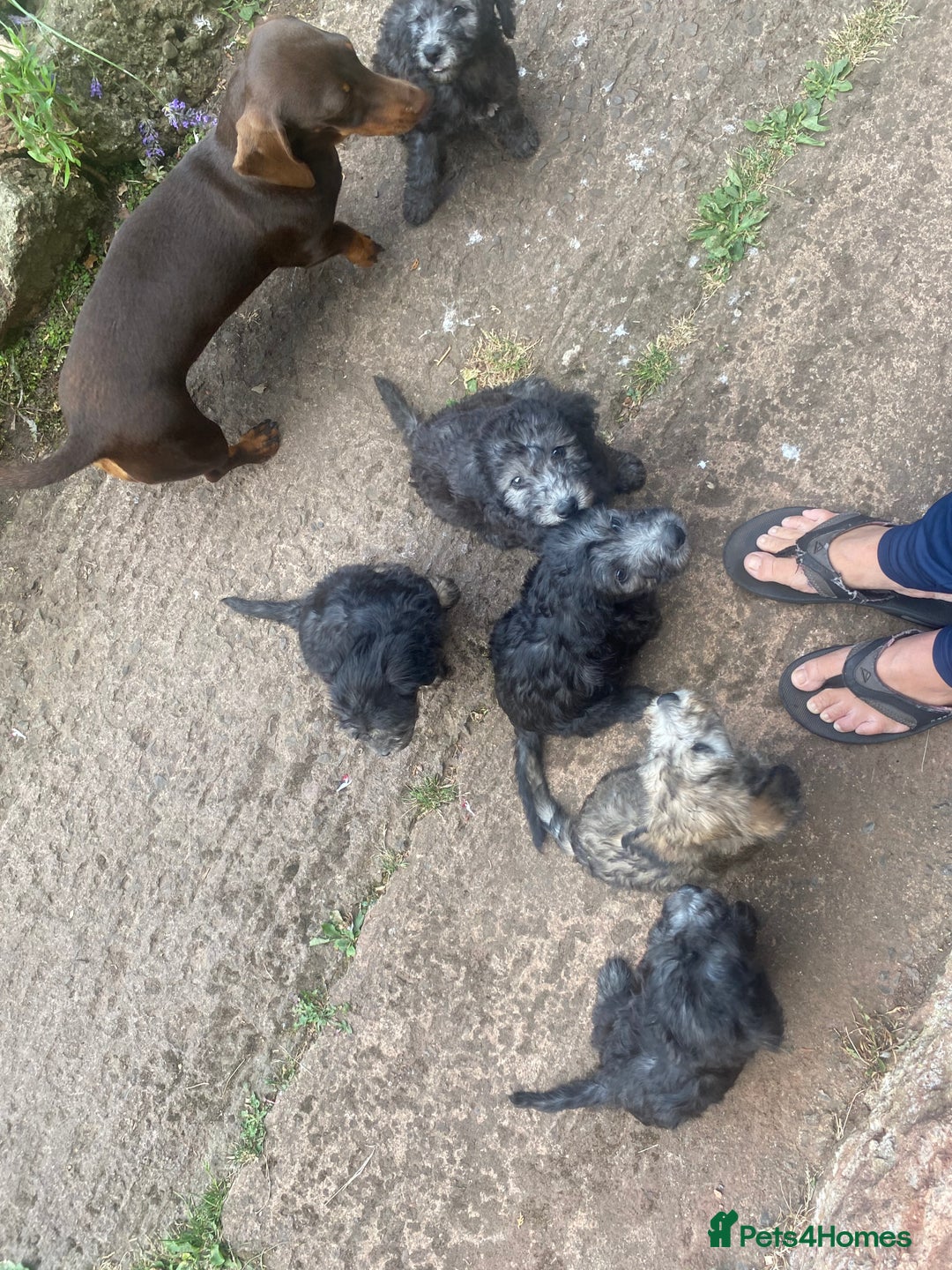 Mixed Breed dogs for sale: Bedlington Terrier X Whippet Puppies ⭐️ - Image 5