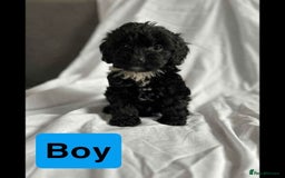 Cockapoo dogs for sale: F1 cockapoo puppies  - Image 5