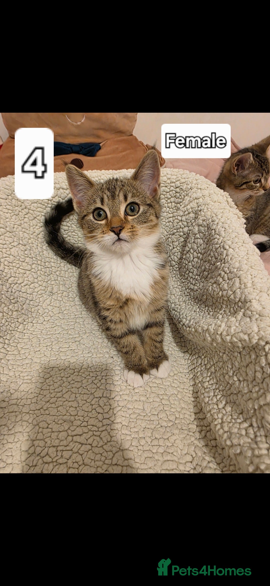 Mixed Breed cats Only 1 and 5 still looking for new homes.  - Advert 18