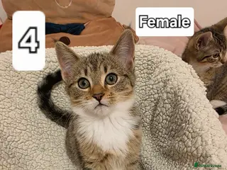 Mixed Breed cats Only 1 and 5 still looking for new homes. - Advert 18