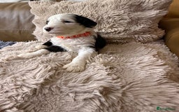 Mixed Breed dogs for sale: Golden Sheepadoodle Pups 3 Male 5 Female - Image 1