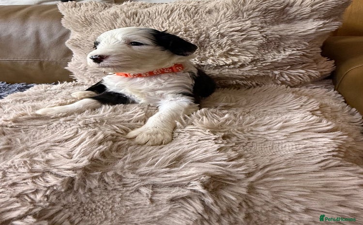 Mixed Breed dogs - Advert 5
