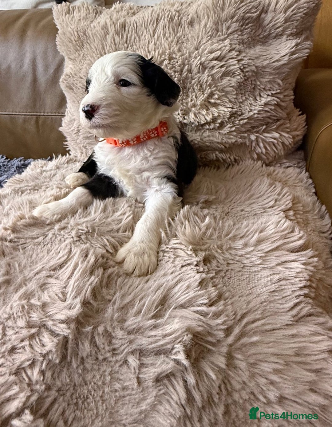 Mixed Breed dogs for sale: Golden Sheepadoodle Pups 3 Male 5 Female - Image 1