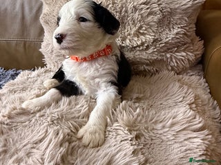 Mixed Breed dogs - Advert 14