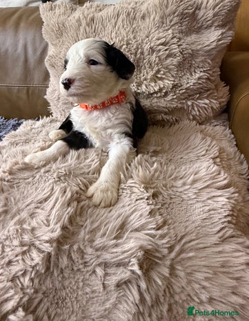 Mixed Breed dogs - Advert 1