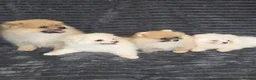 Pomeranian dogs for sale: Beautiful pomeranian  puppies ready to go - Advert 19