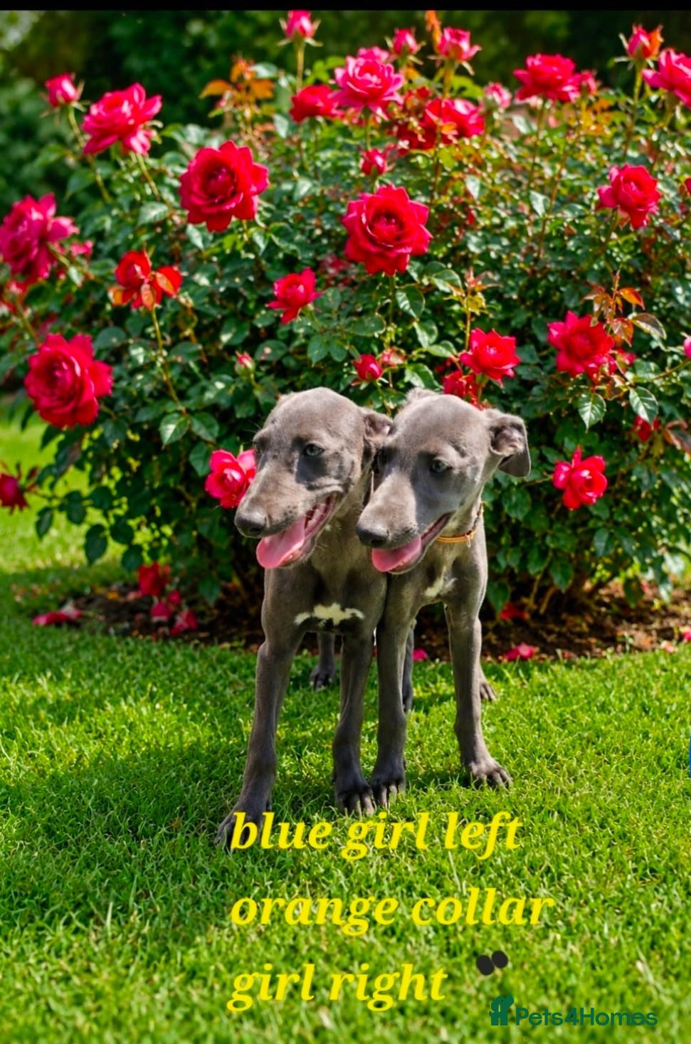 Whippet dogs Pure blue whippet puppies  - Advert 18