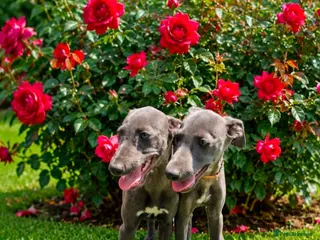 Whippet dogs Pure blue whippet puppies - Advert 6