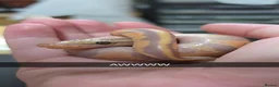 Python Snake reptiles for sale: Deposits on multiple baby ball pythons  - Advert 3