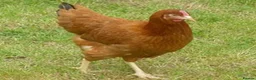 Chickens poultry for sale: Hybrid Hens Point of lay - Advert 3